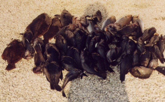 click image to enlarge